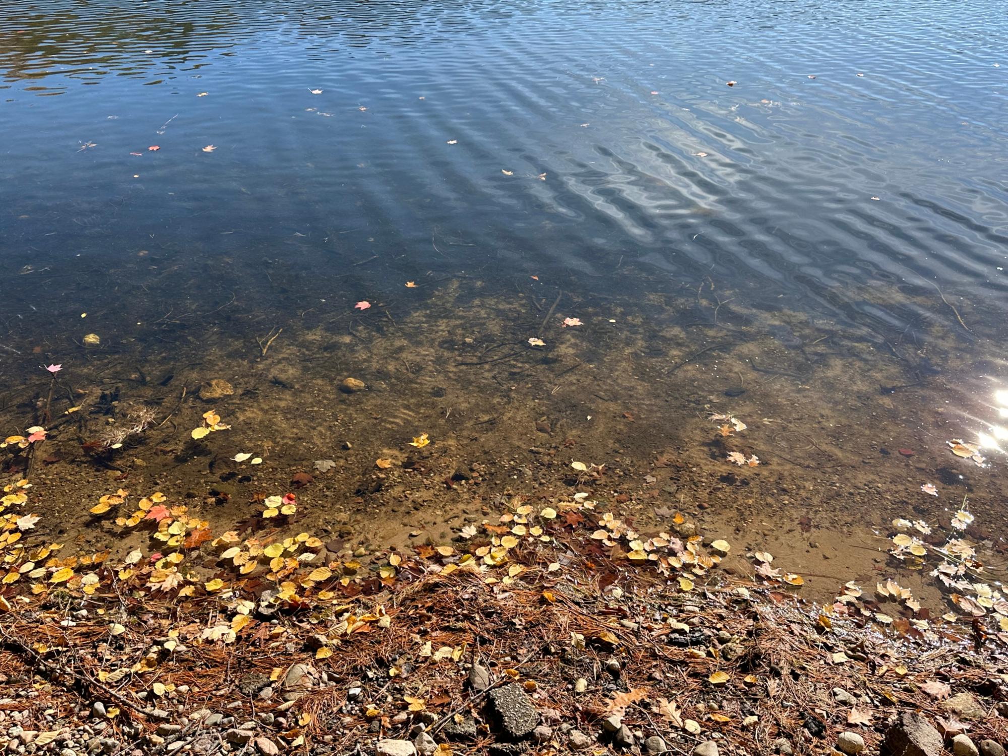 Picture 6 - Lee Lake Property 209607