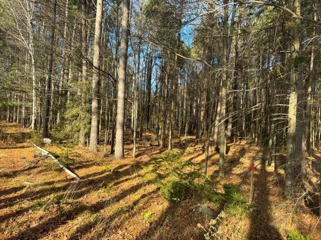 Picture 10 - Harris Lake Property 209889