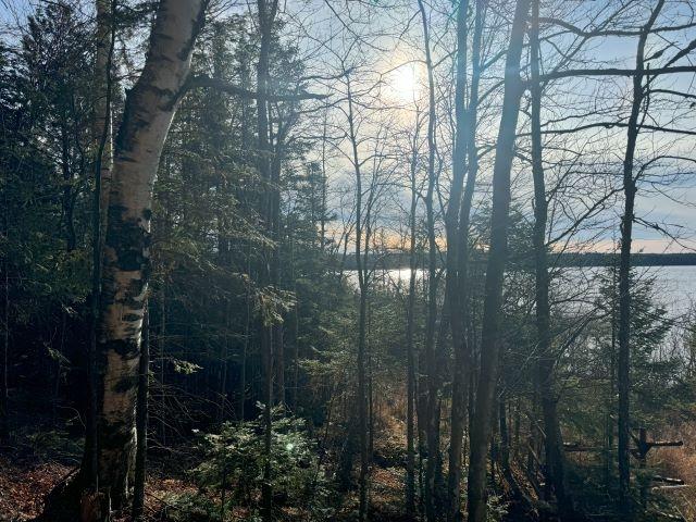 Picture 8 - Harris Lake Property 209889