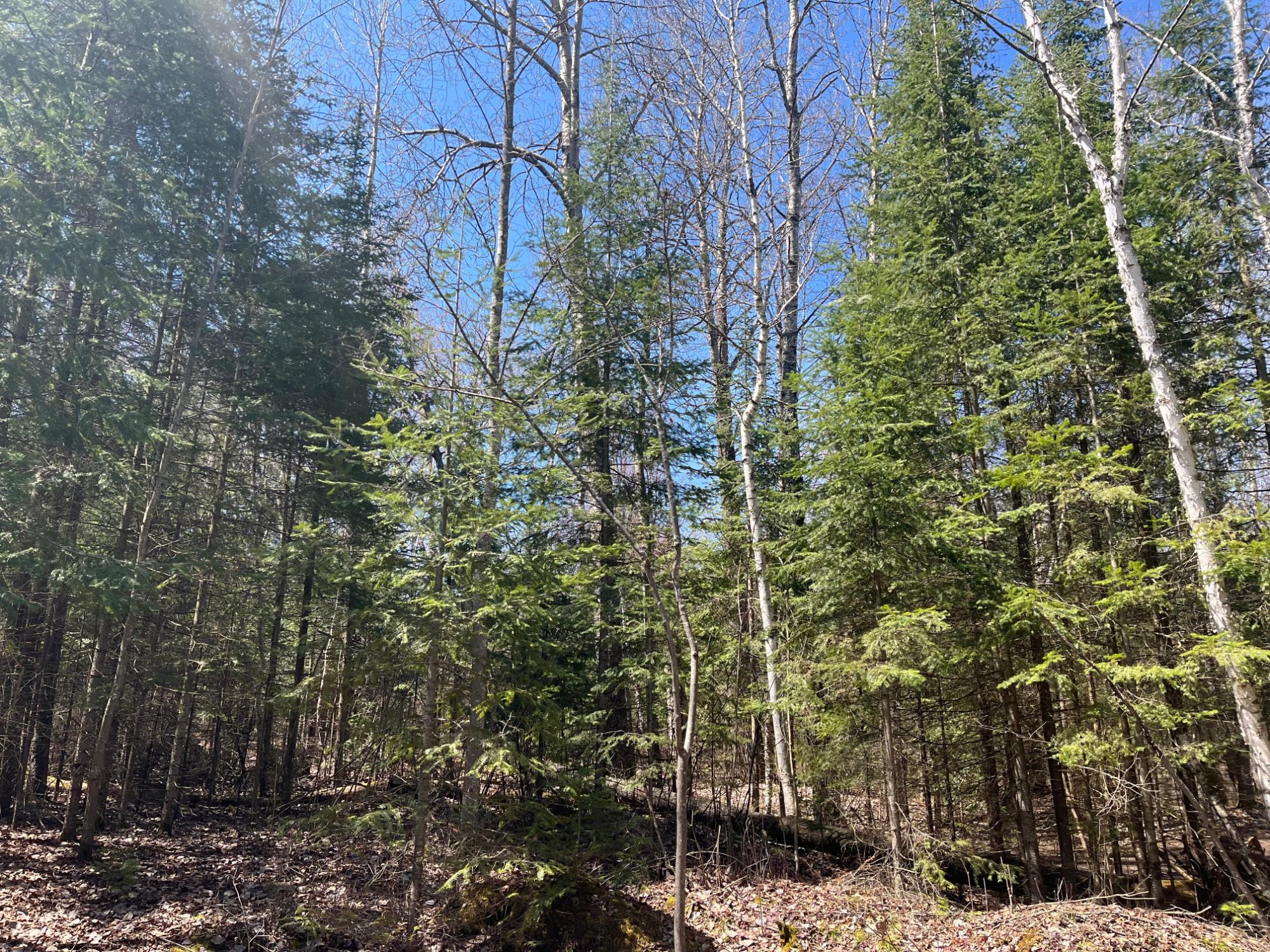 Undocumented Lake Property Off Hwy 70 Photo 9