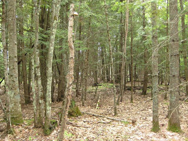 Clearwater Lake Property Lot 21 Bonita Pt Photo 8