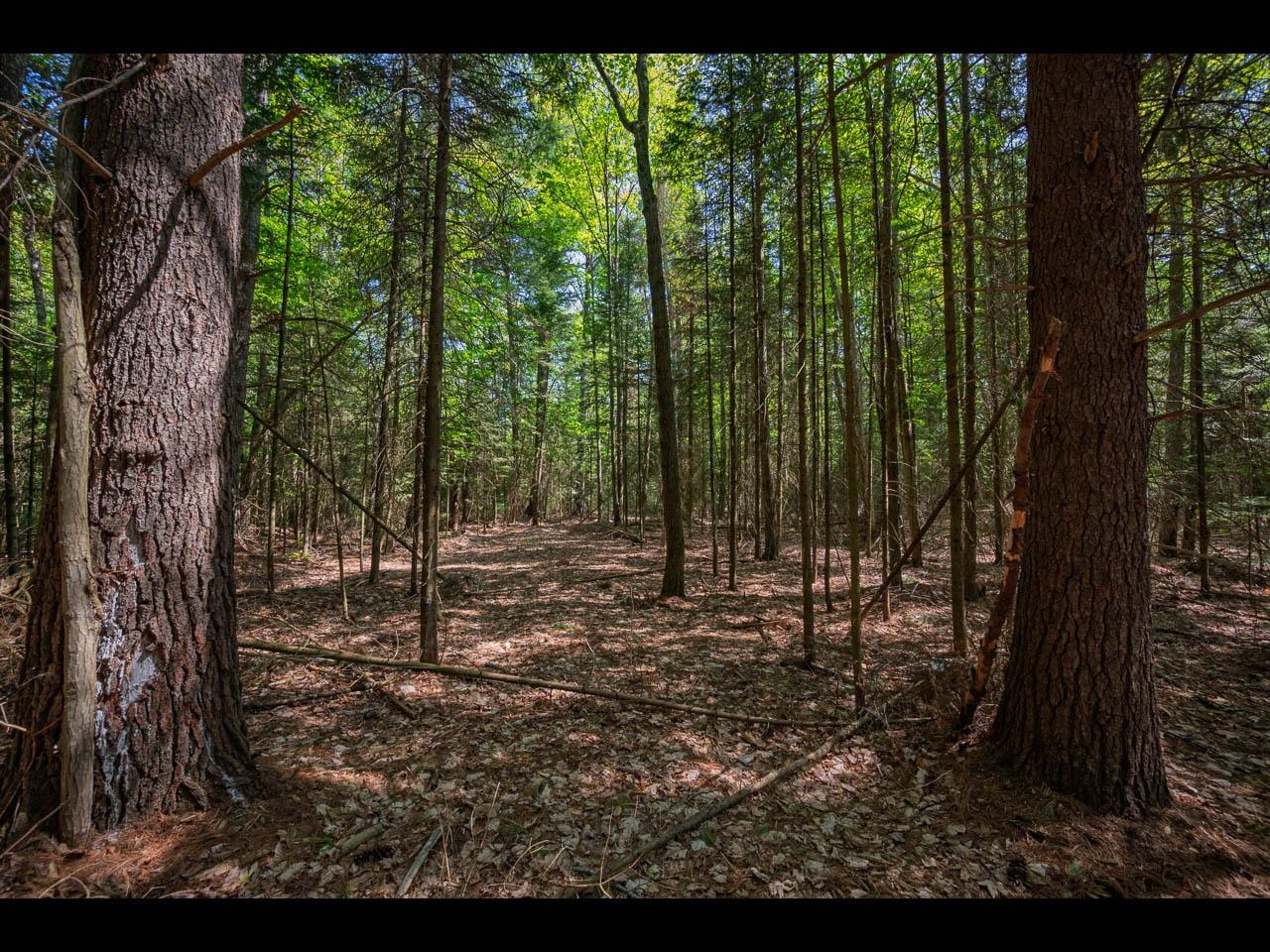 Clearwater Lake Property Lot 2 Memory Ln Photo 6