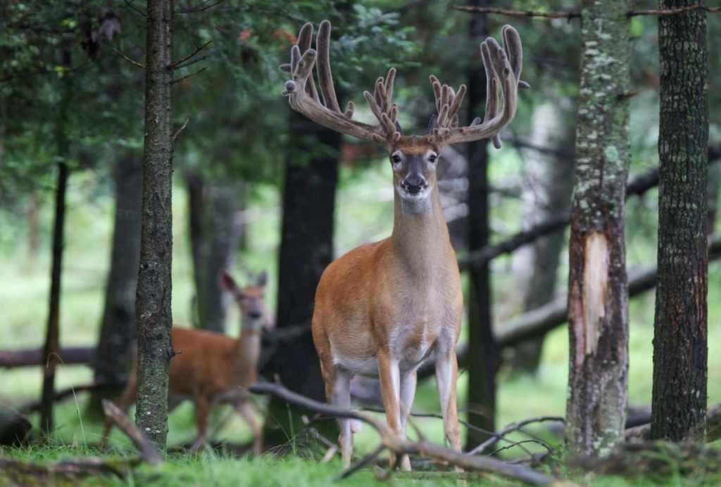 Undocumented Lake Property 4017 Hwy 51 Photo 5
