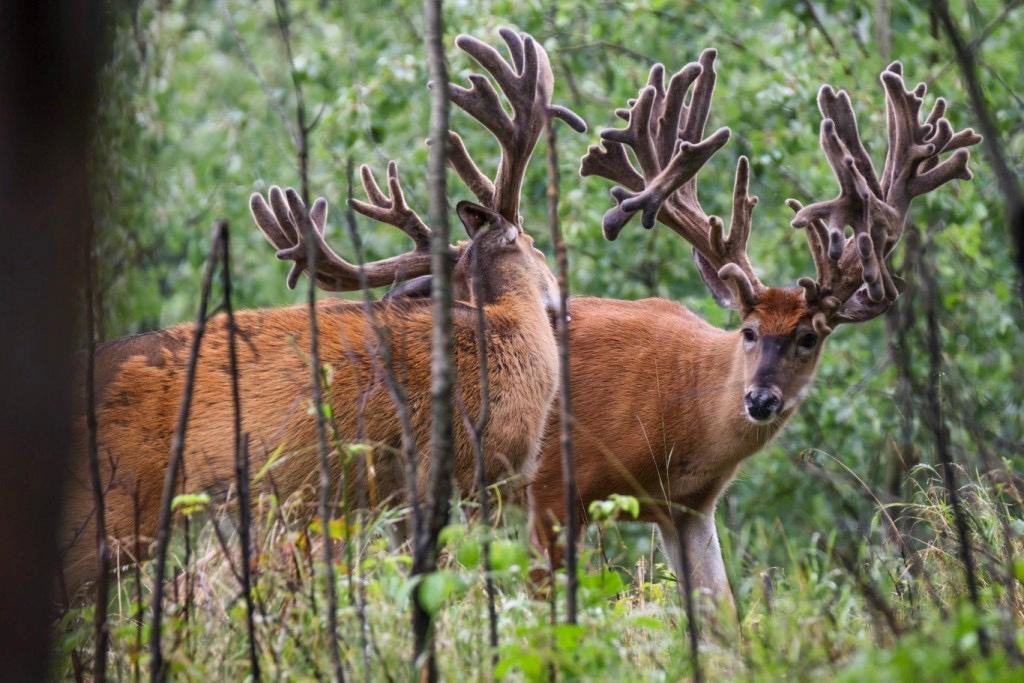 Undocumented Lake Property 4017 Hwy 51 Photo 58