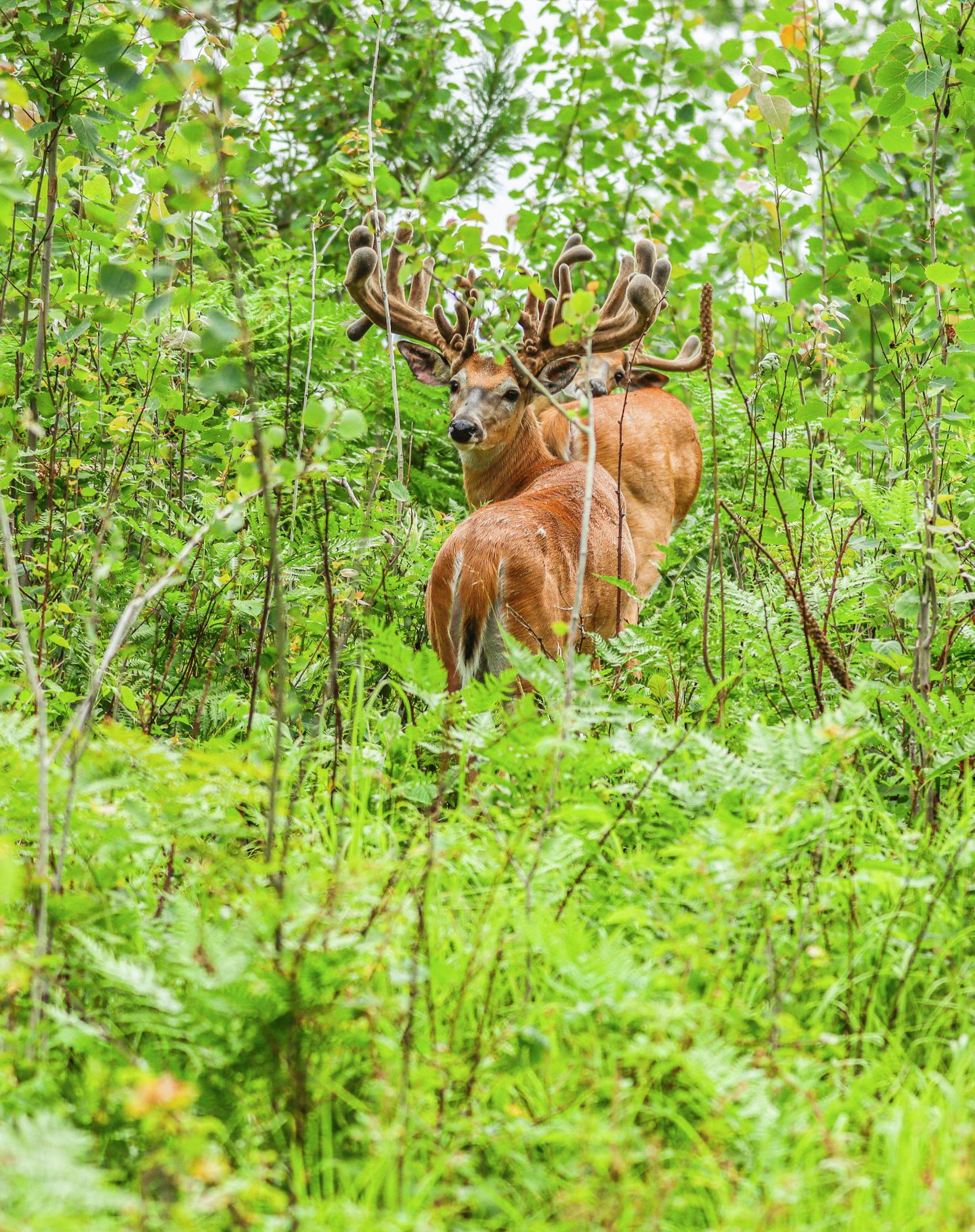Undocumented Lake Property 4017 Hwy 51 Photo 61