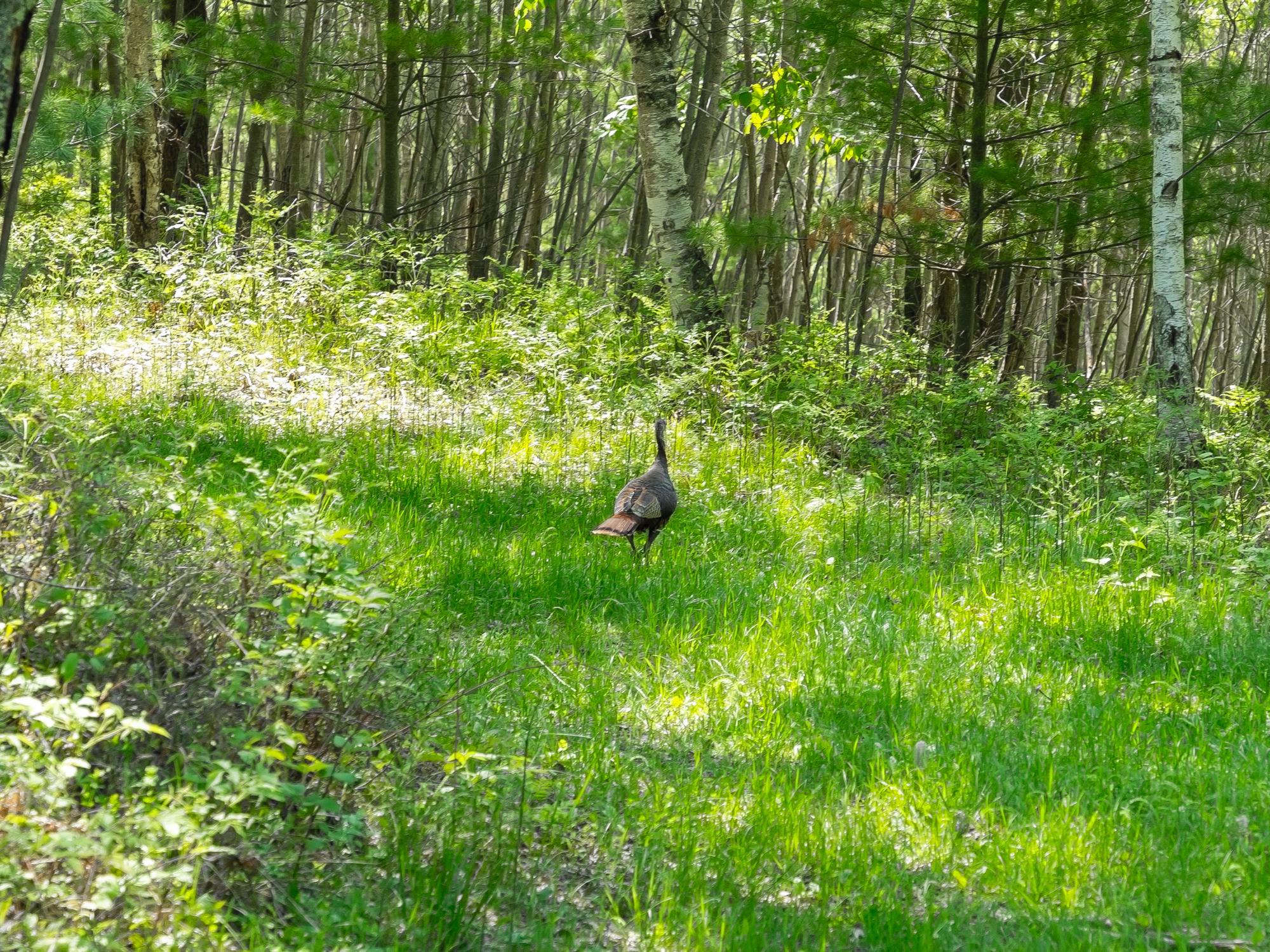 Undocumented Lake Property 4017 Hwy 51 Photo 86