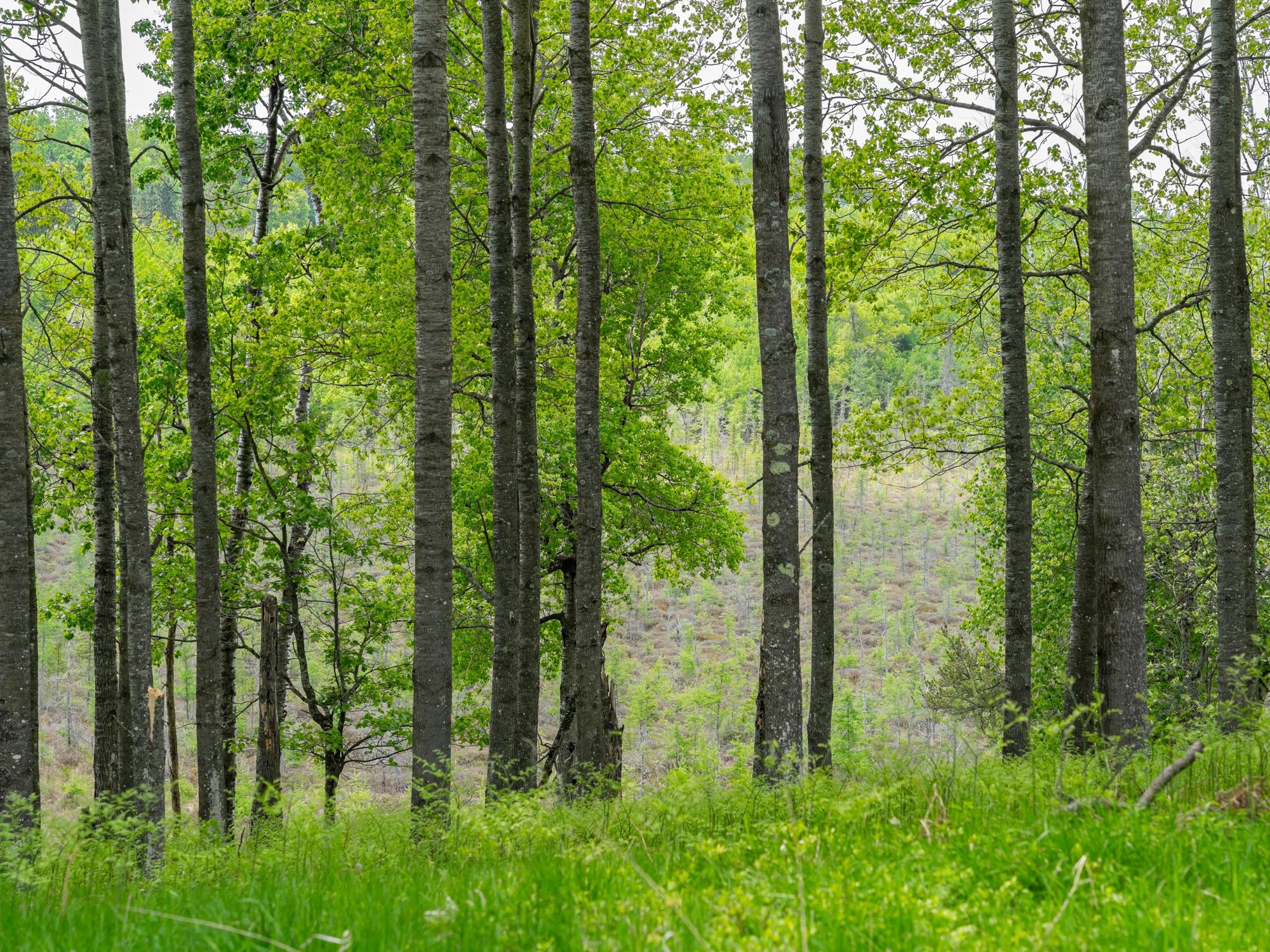 Undocumented Lake Property 4017 Hwy 51 Photo 93