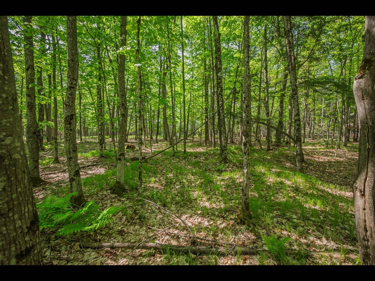 Clearwater Lake lot picture