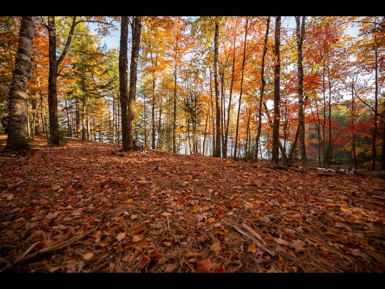 Clearwater Lake Property Lot 133 Clearwater Lake Tr Photo 7