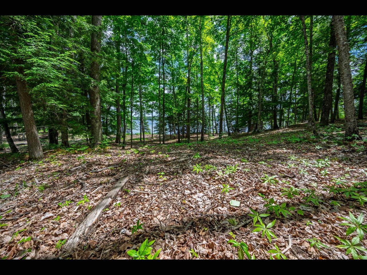 Clearwater Lake Property Lot 137 Clearwater Lake Tr Photo 7