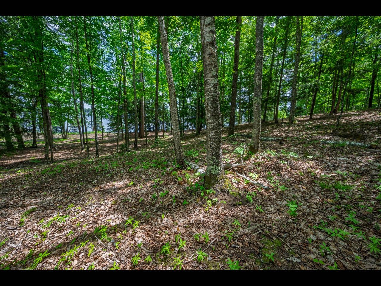 Clearwater Lake Property Lot 137 Clearwater Lake Tr Photo 8