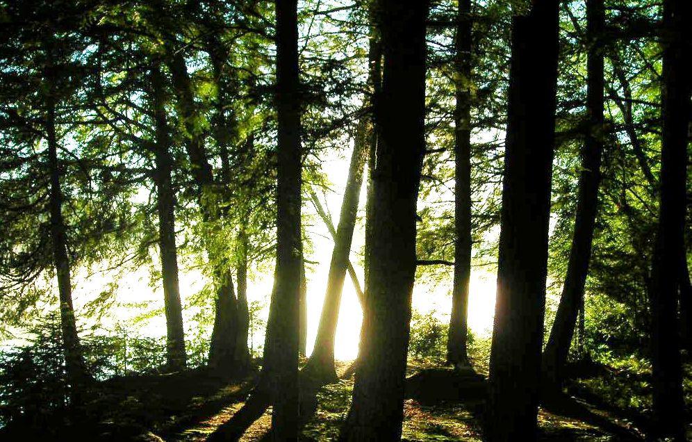 Picture 9 - Cedar Lake Property 190588