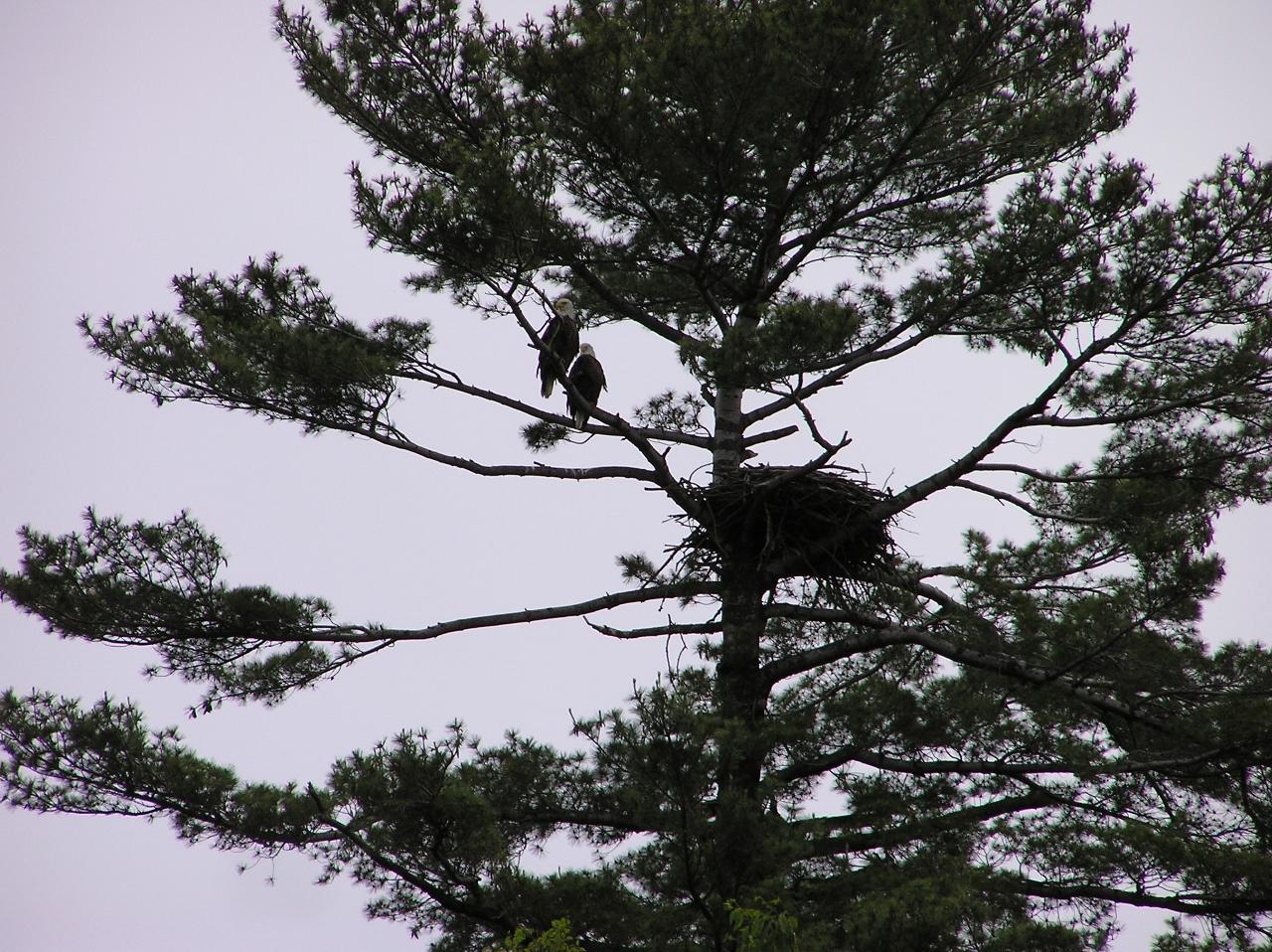 Picture 8 - Amber Lake Property 193603