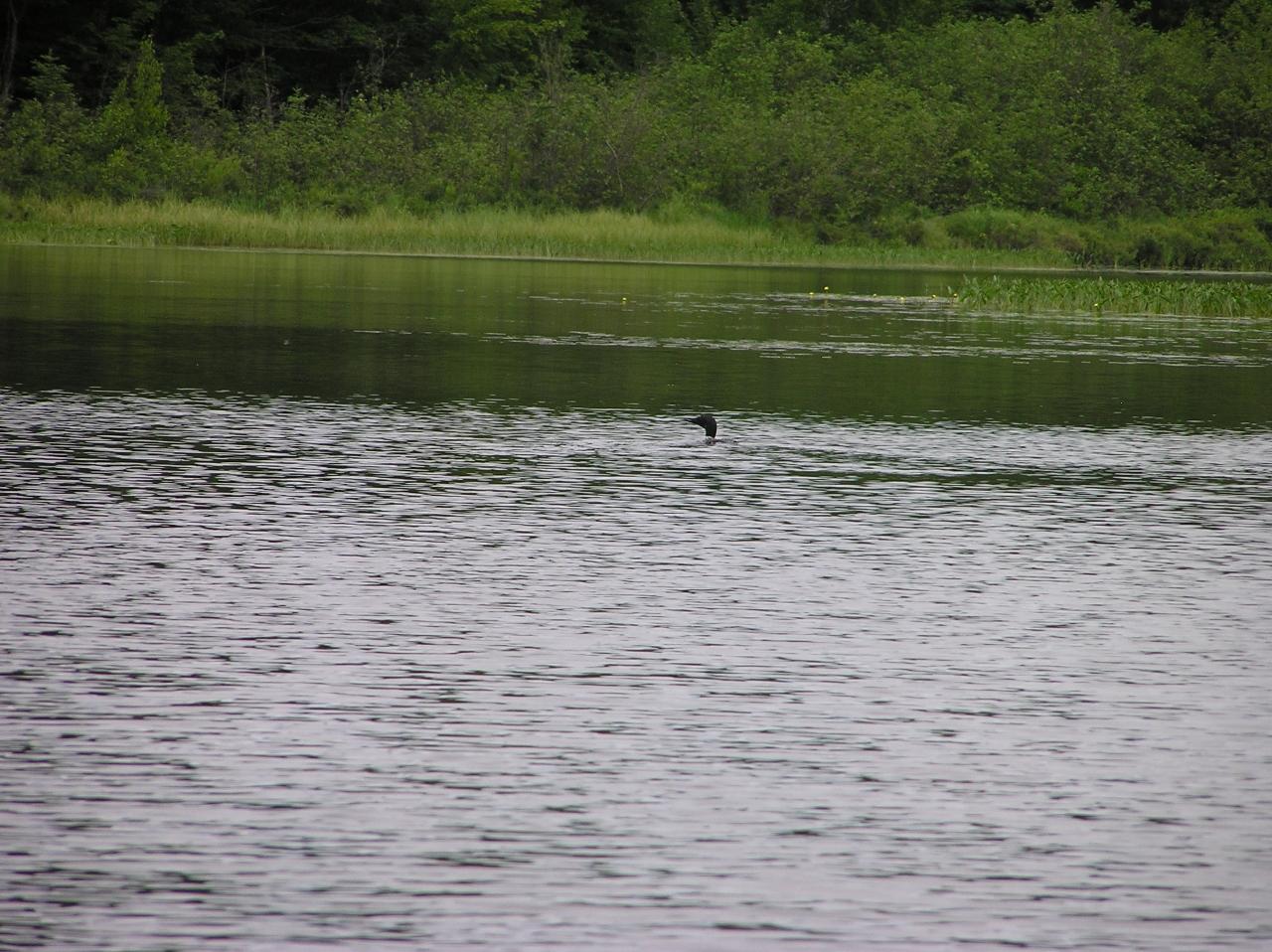 Picture 13 - Amber Lake Property 193603