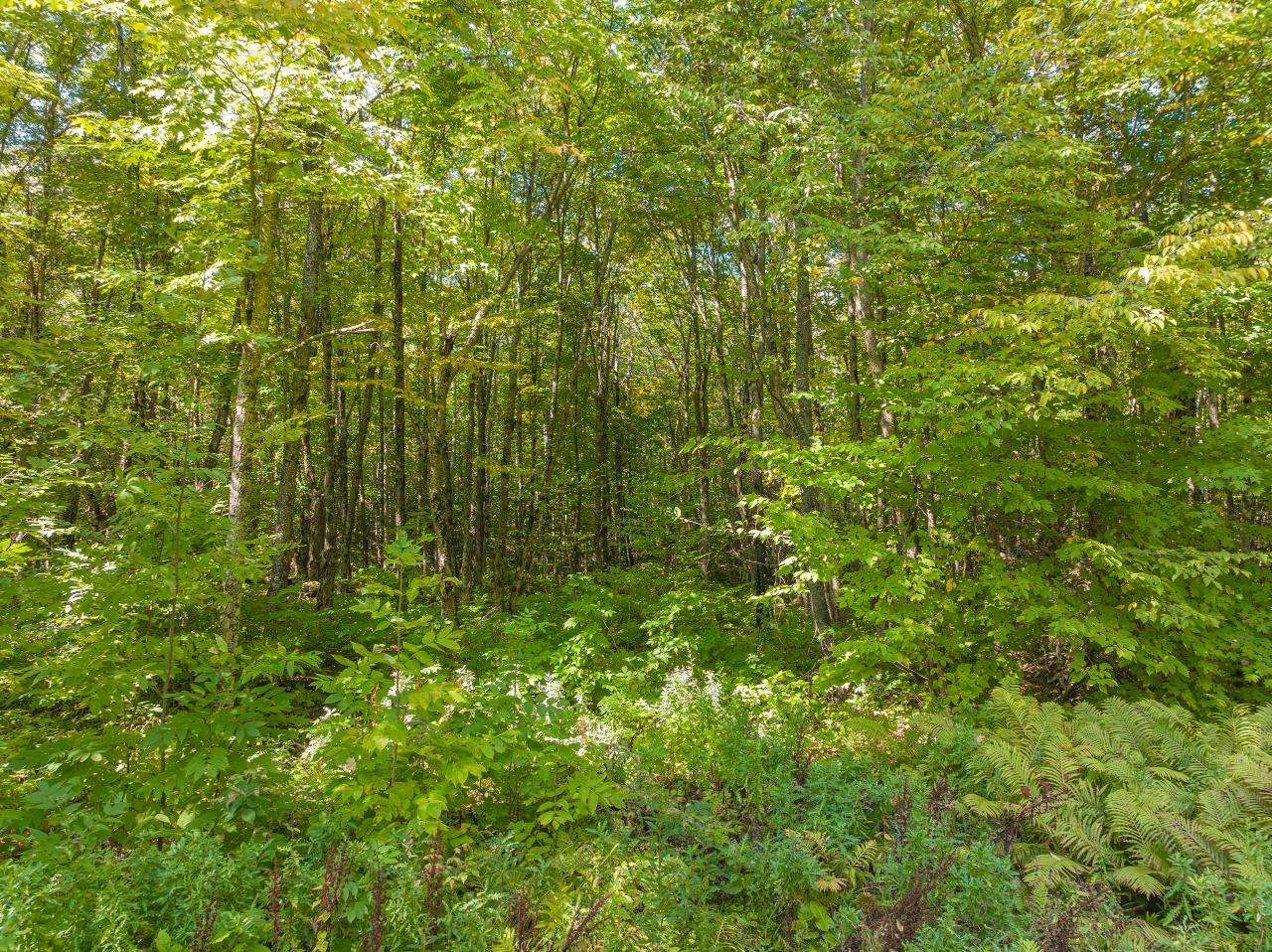 Picture 9 - No Mans Lake Property 203958