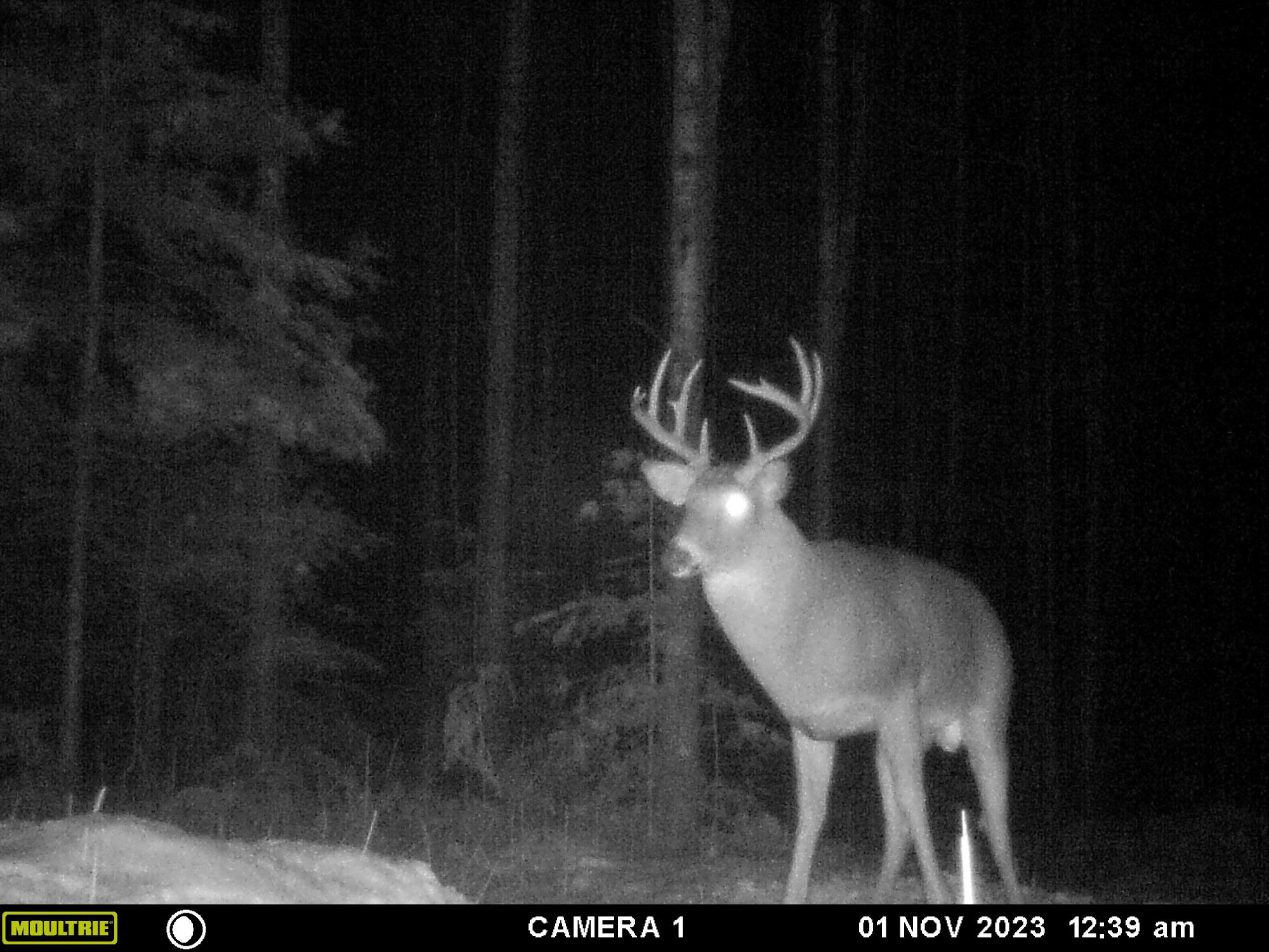 Picture 2 - Undocumented Lake Property 206205