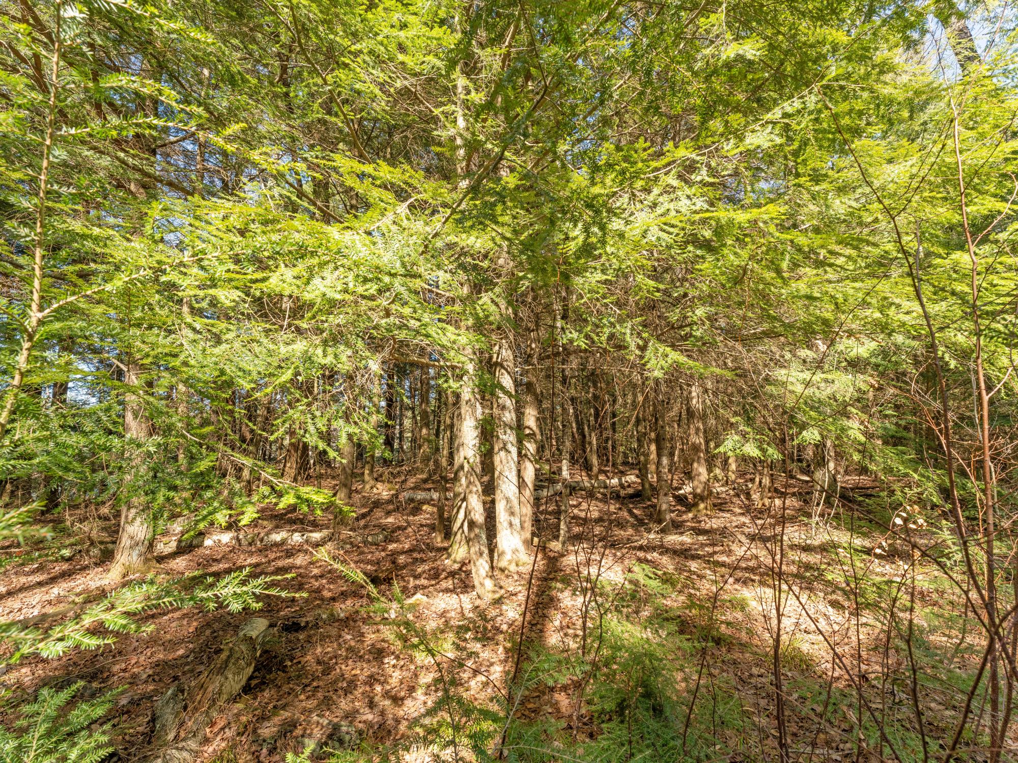 Picture 7 - Muskesin Lake Property 206478