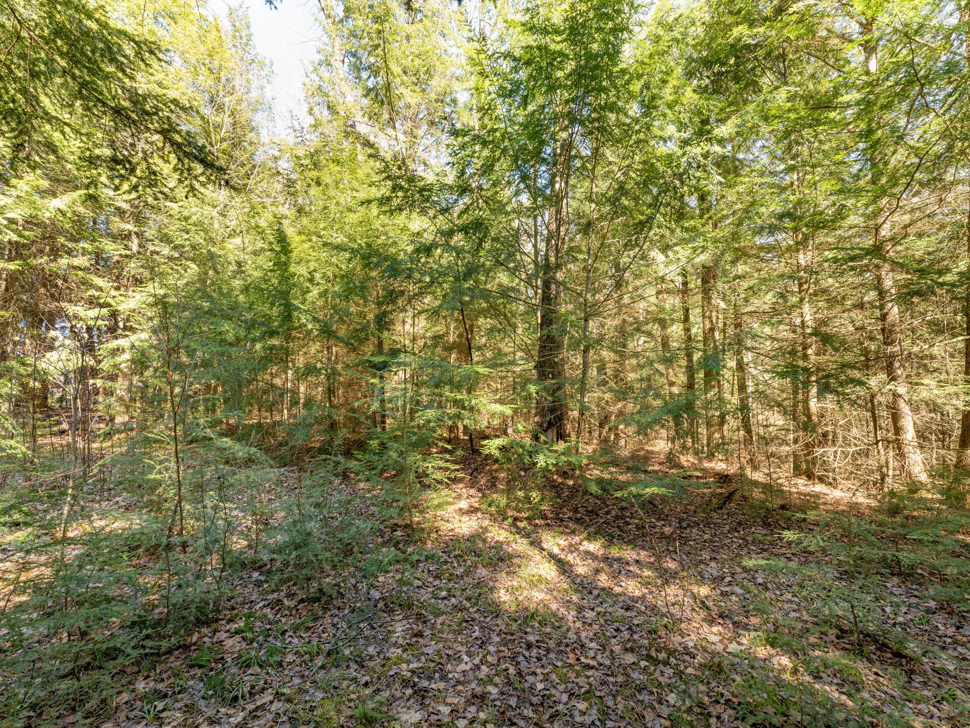 Picture 6 - Muskesin Lake Property 206478