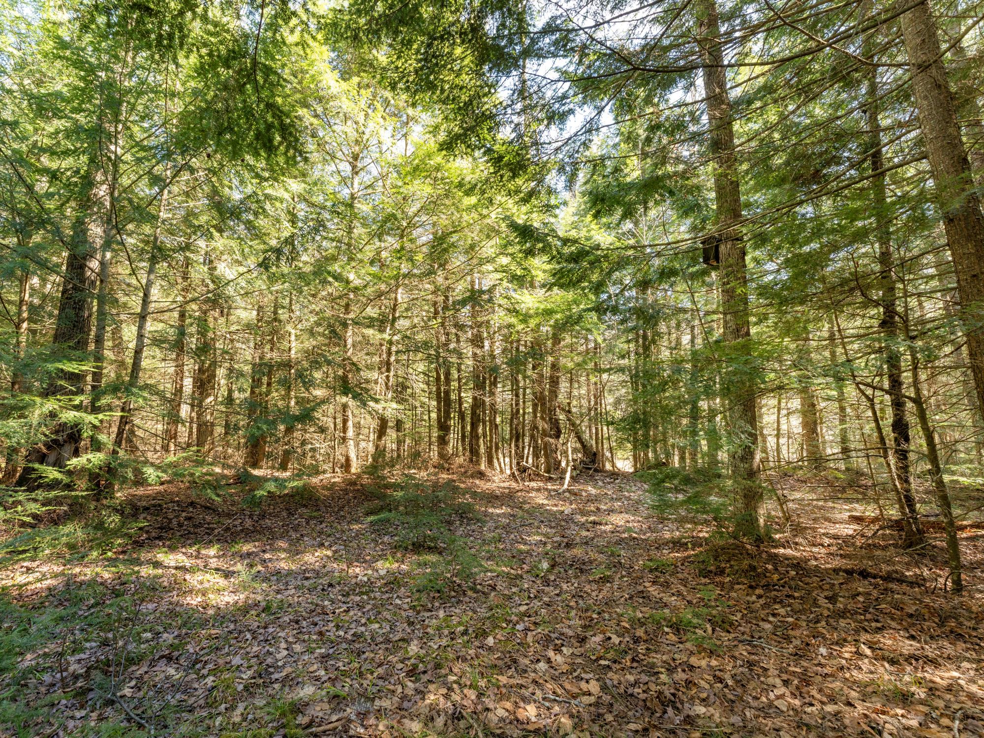 Picture 5 - Muskesin Lake Property 206478