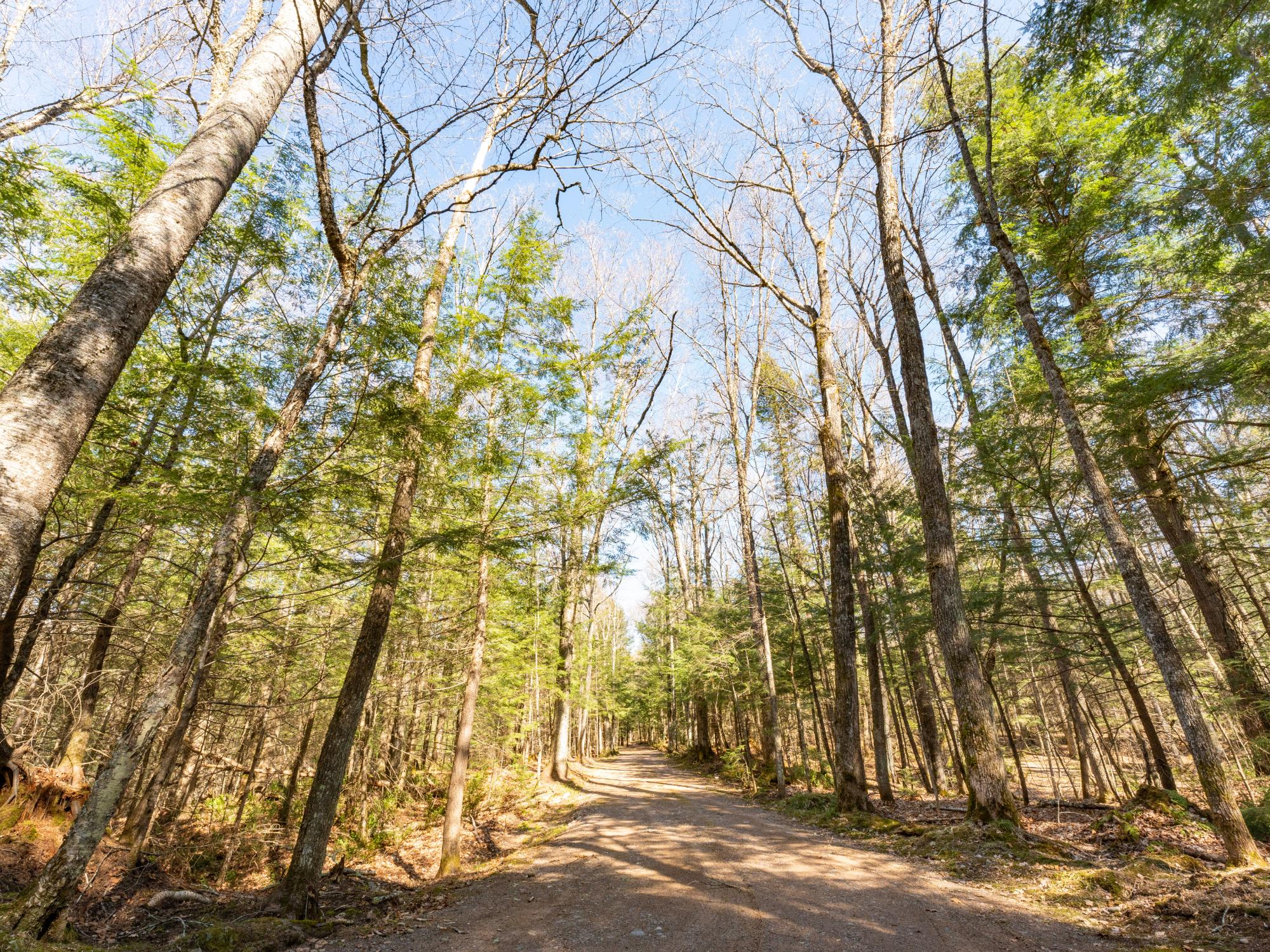 Picture 1 - Muskesin Lake Property 206478