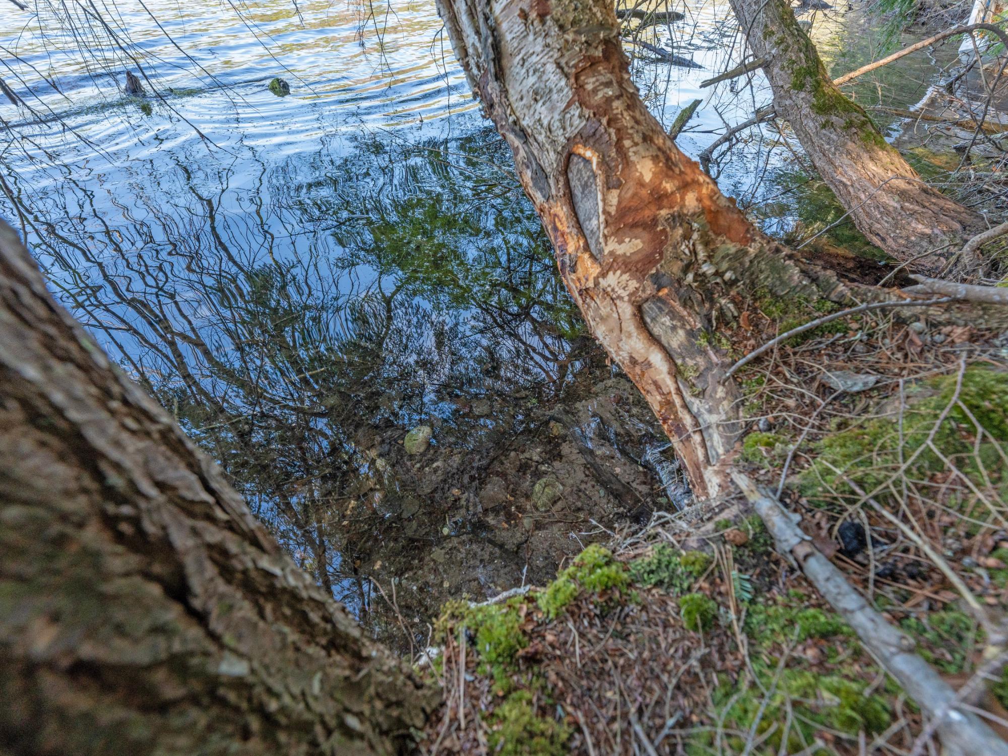 Picture 19 - Muskesin Lake Property 206478