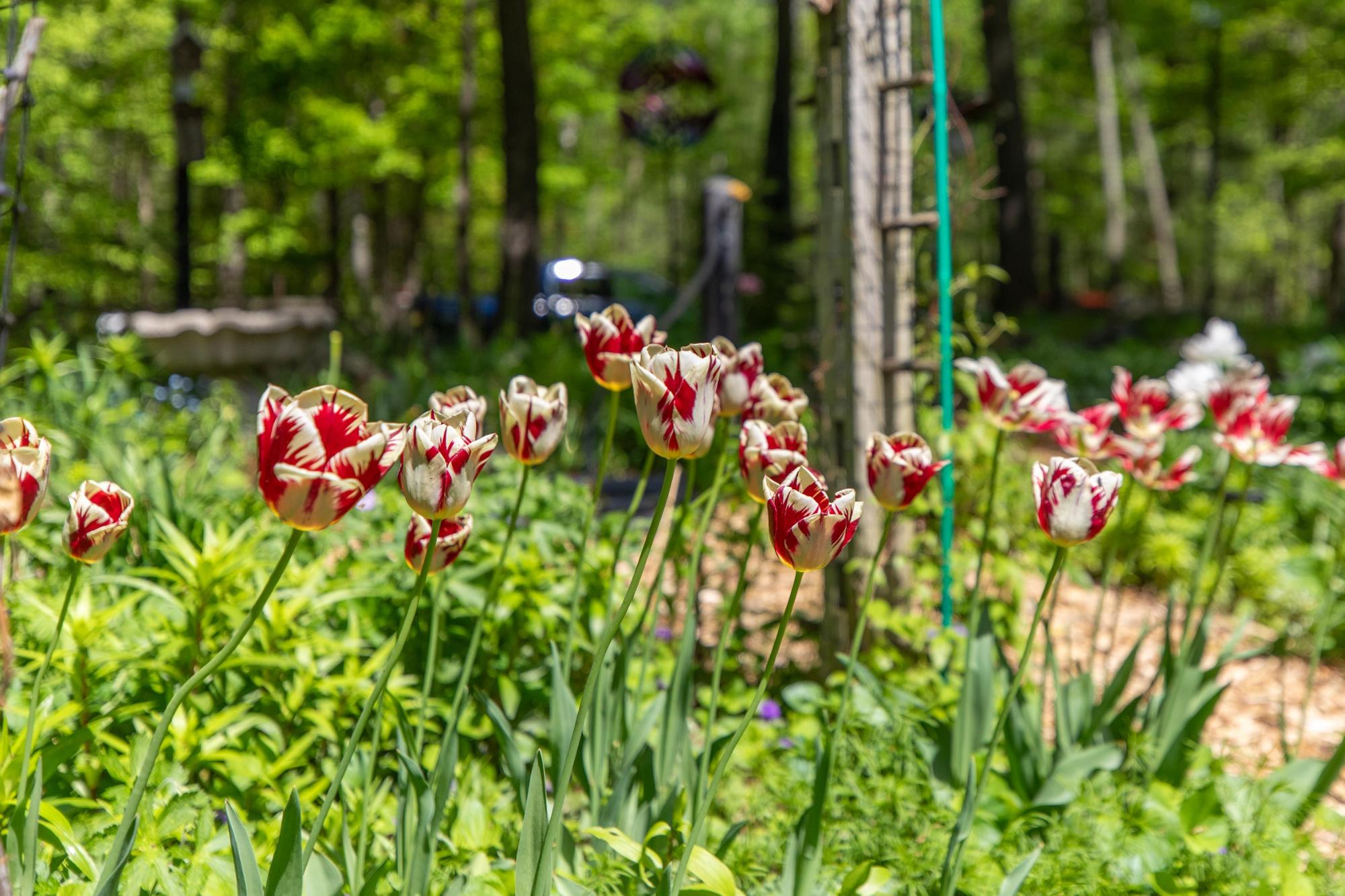 Picture 16 - Lake Julia Property 207049