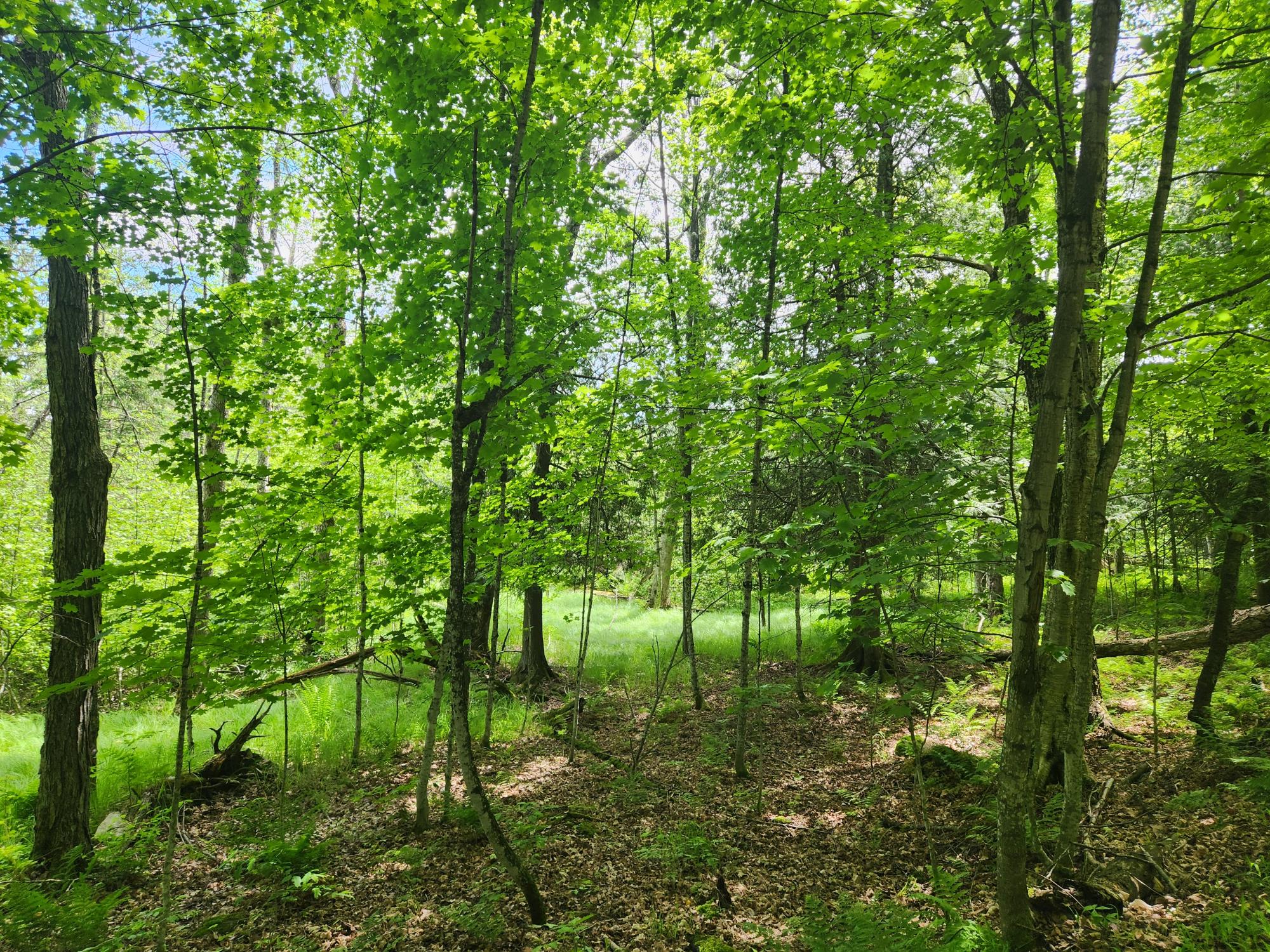 Picture 5 - Oxbow Lake Property 207350