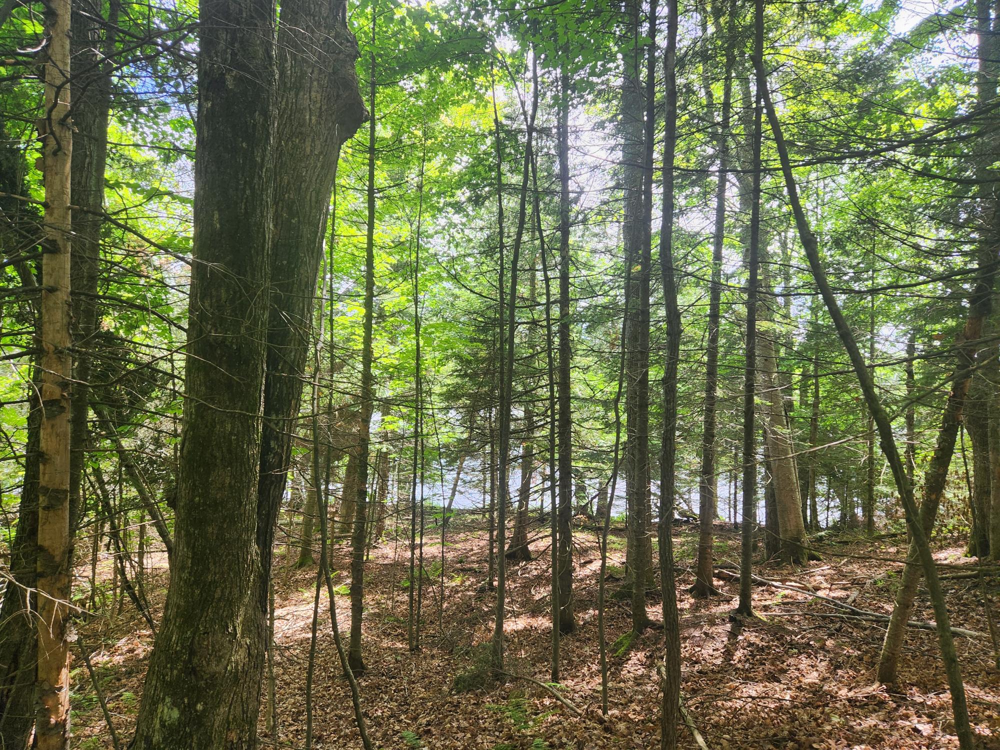 Picture 4 - Oxbow Lake Property 207350