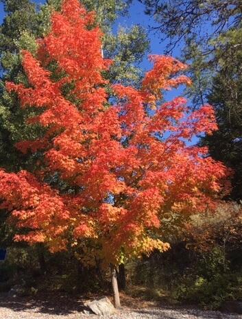 Amazing Fall Colors