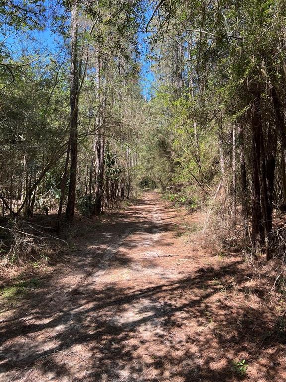 Elmore Mckigney Lane, Springfield, Louisiana image 1