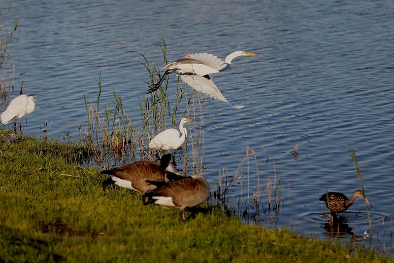 801 Pelican Bay Drive, Slidell, Louisiana image 36