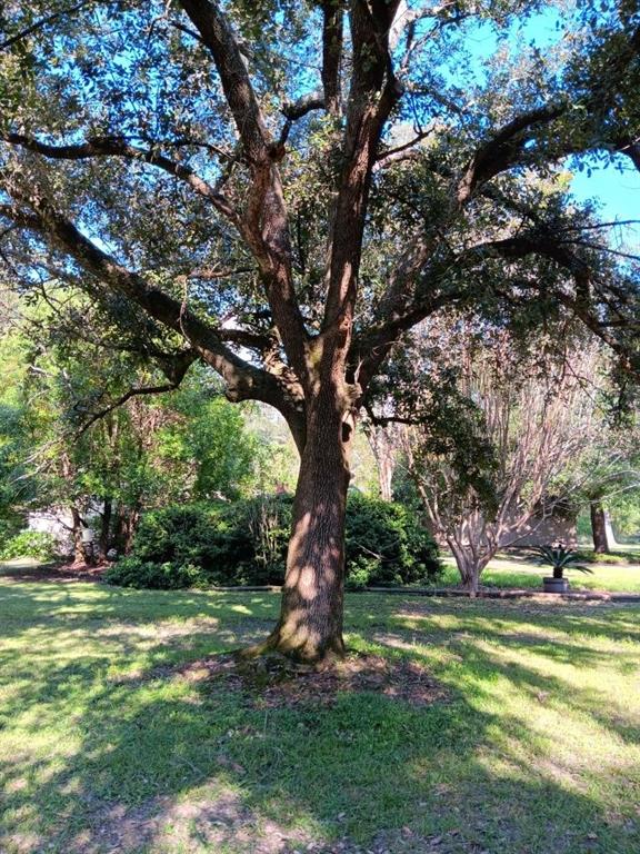 29249 Ironwood Road, Livingston, Louisiana image 6