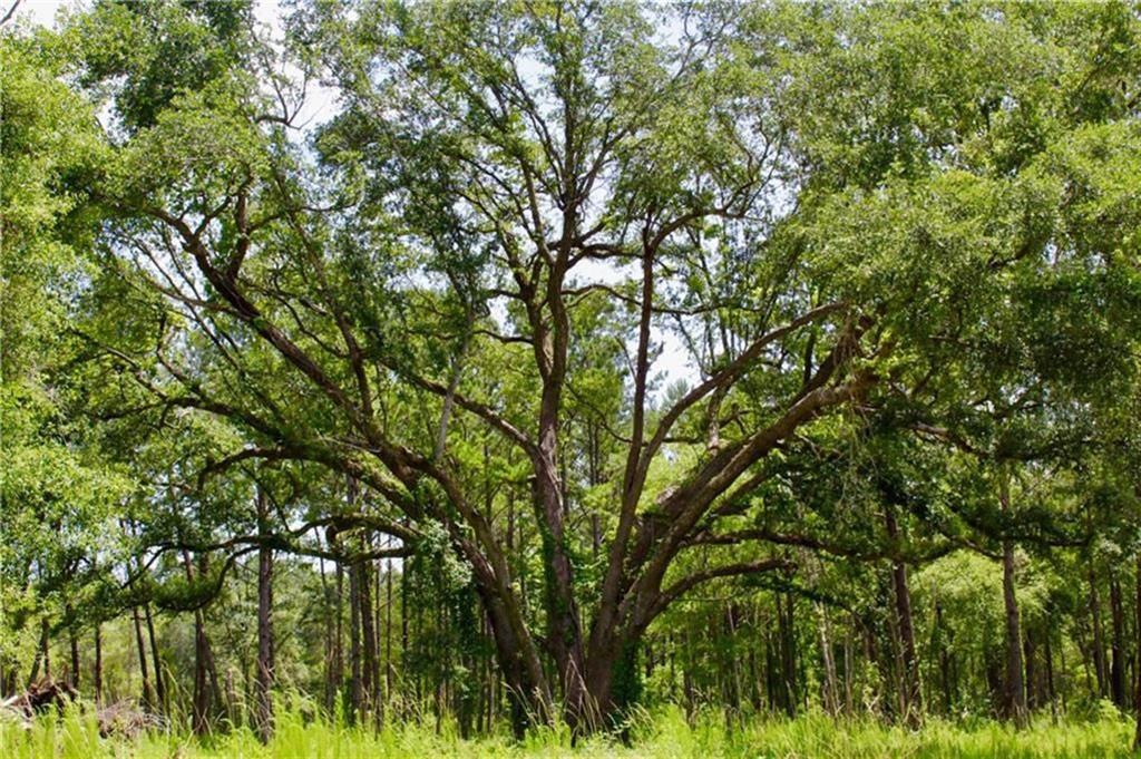 Lot #4 Button Bush Drive, Covington, Louisiana image 3