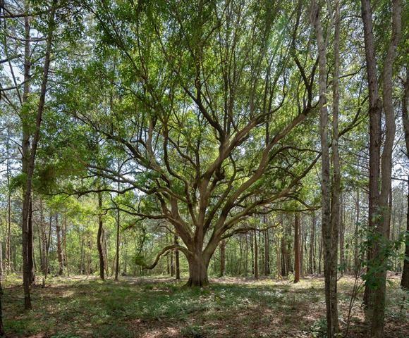 Lot #1 Goldentop Drive, Covington, Louisiana image 3