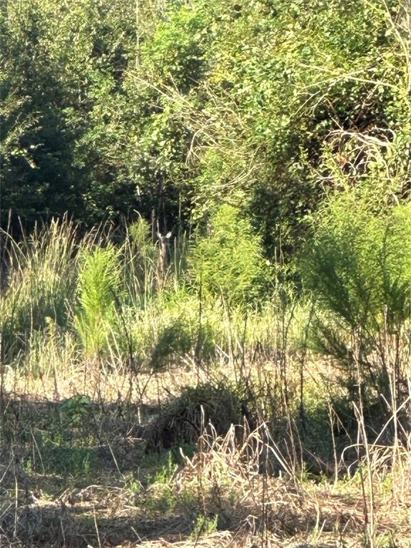 Port Hudson-pride Rd Road, Zachary, Louisiana image 3