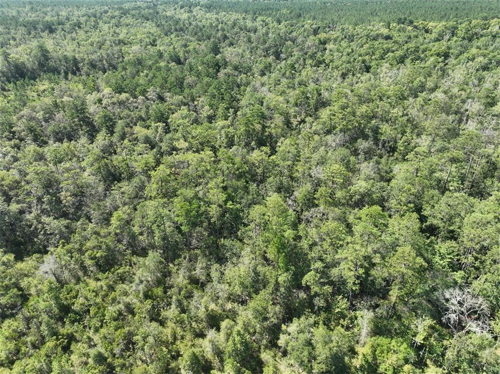 TBD Stepp Road, Robert, Louisiana image 1