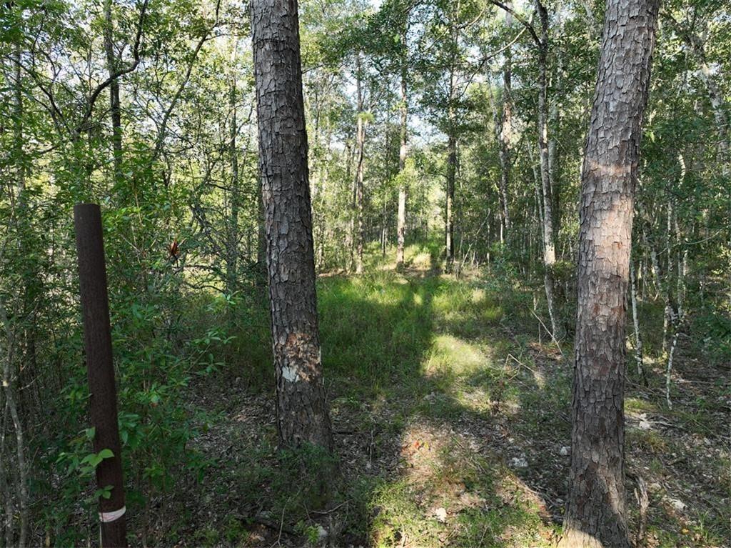 TBD Stepp Road, Robert, Louisiana image 3