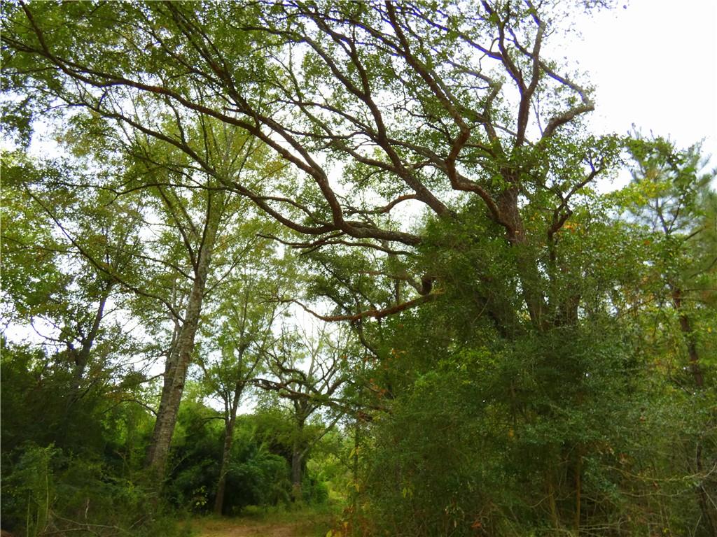 Bollinger Road, Folsom, Louisiana image 2