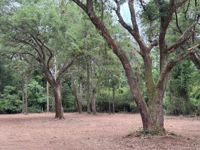 Bollinger Road, Folsom, Louisiana image 6