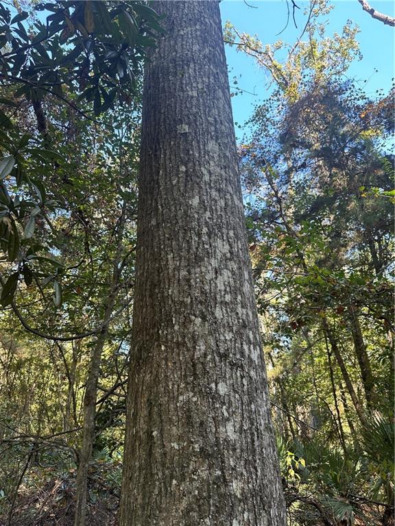 Roundsaville Rd Road, Greenwell Springs, Louisiana image 7