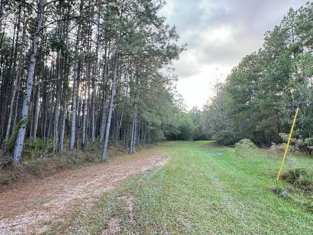 74.23 Acres Larock Road, Amite, Louisiana image 6