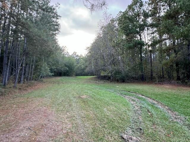 74.23 Acres Larock Road, Amite, Louisiana image 8