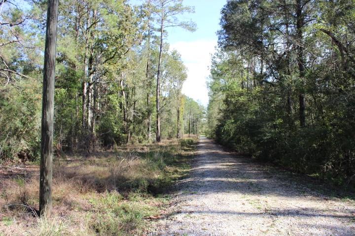 Happy Woods Road, Springfield, Louisiana image 4