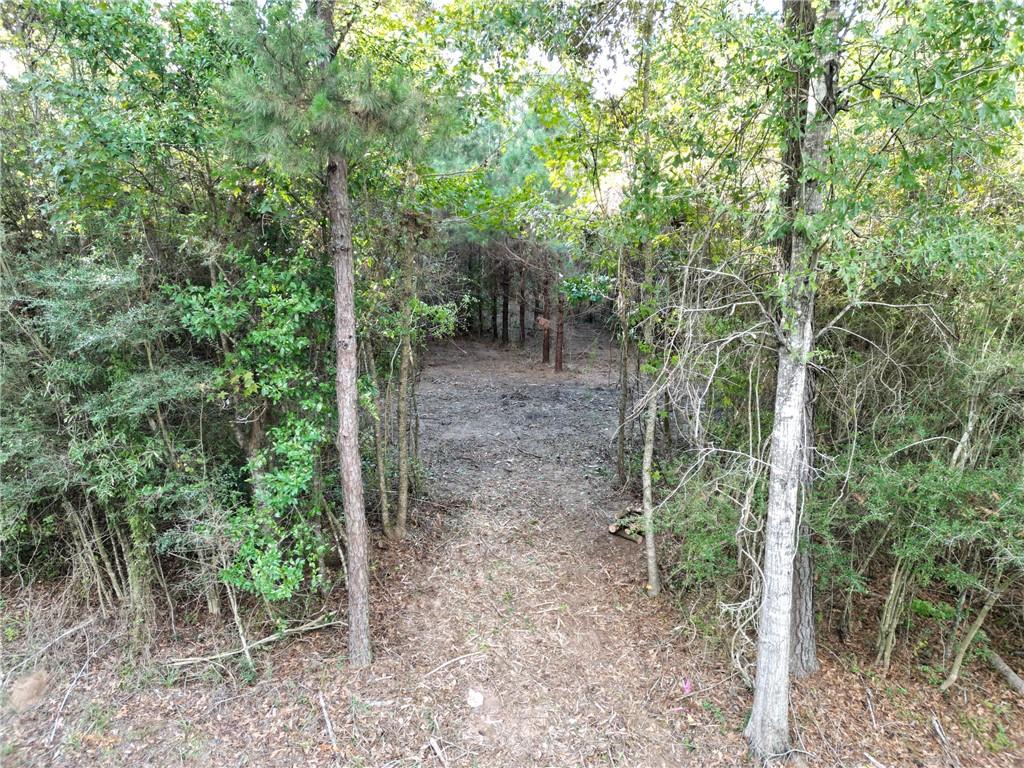 Lot 5 62 Highway, Angie, Louisiana image 3