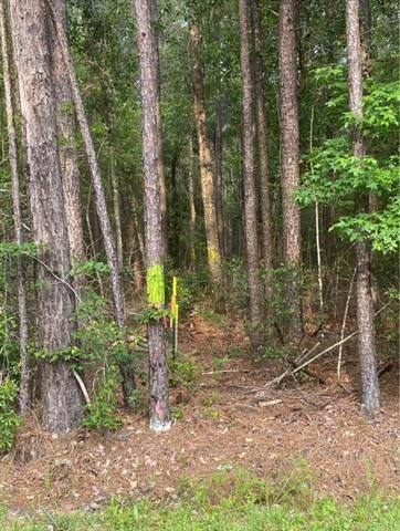 Henderson Road, Covington, Louisiana image 6