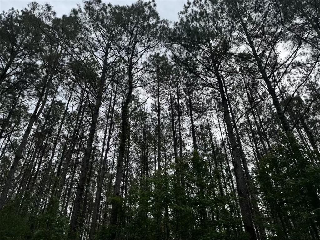 Newman Briigs Road, Kentwood, Louisiana image 3