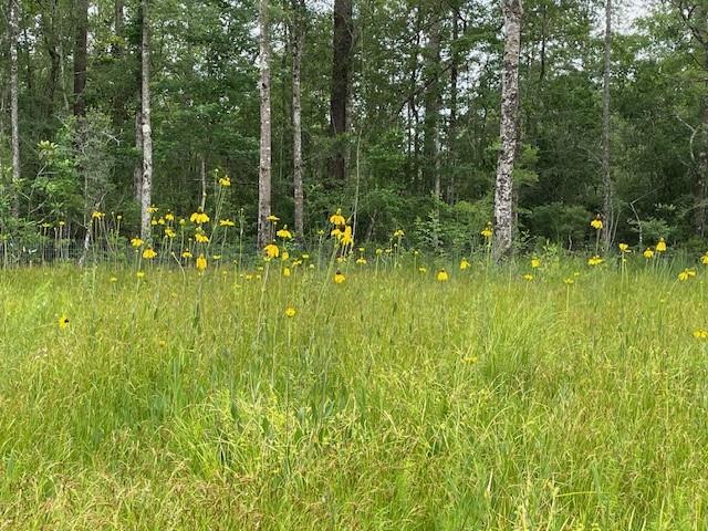 72085 Kustenmacher Road, Abita Springs, Louisiana image 37