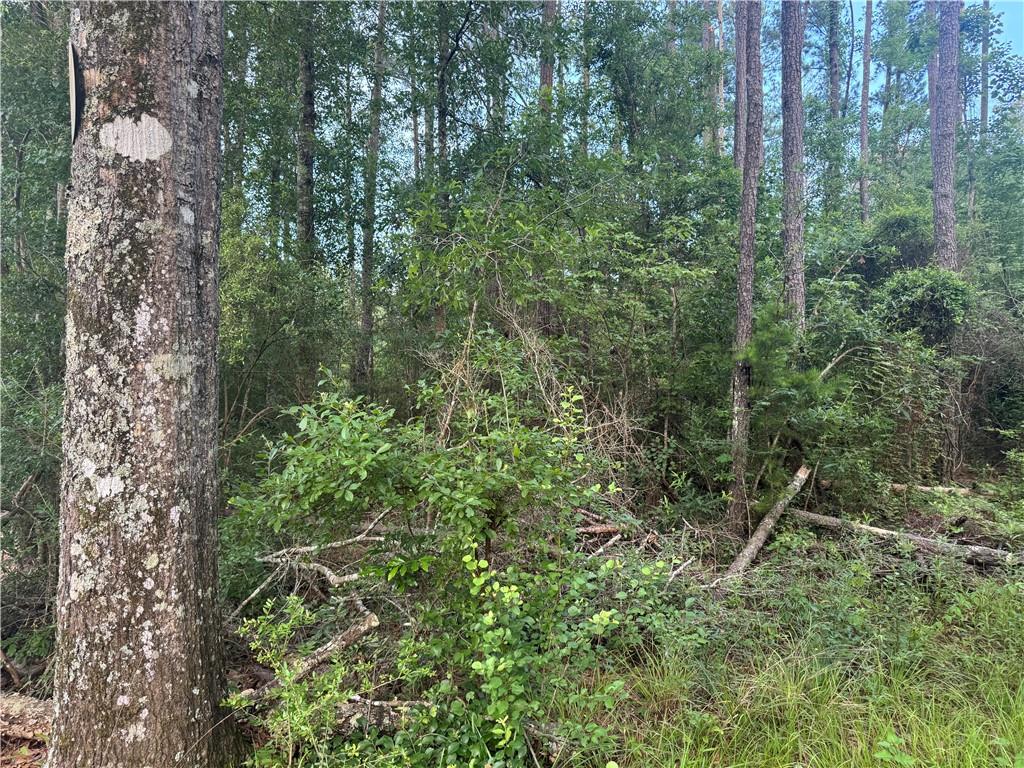 Russell Town Road, Roseland, Louisiana image 4