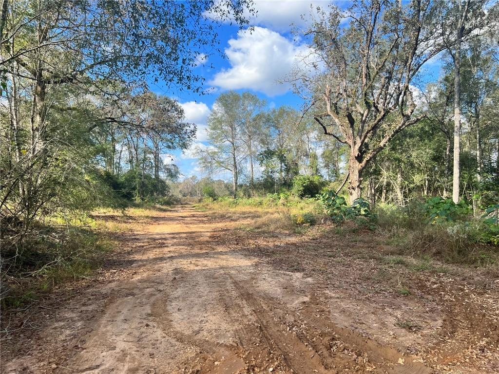 232 Acres Chess Bankston Road, Franklinton, Louisiana image 7