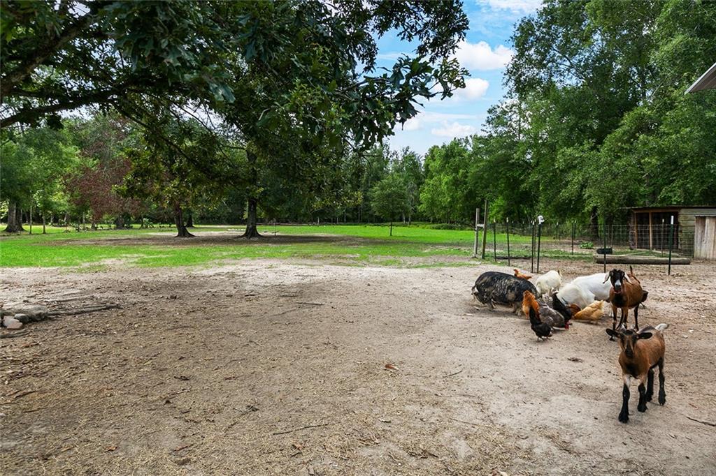 23672 42 Highway, Livingston, Louisiana image 24